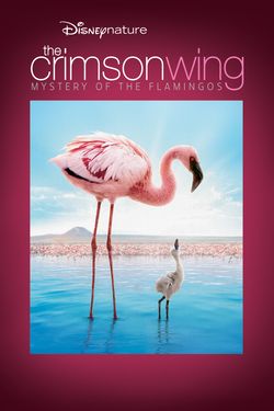 Disneynature Crimson Wing