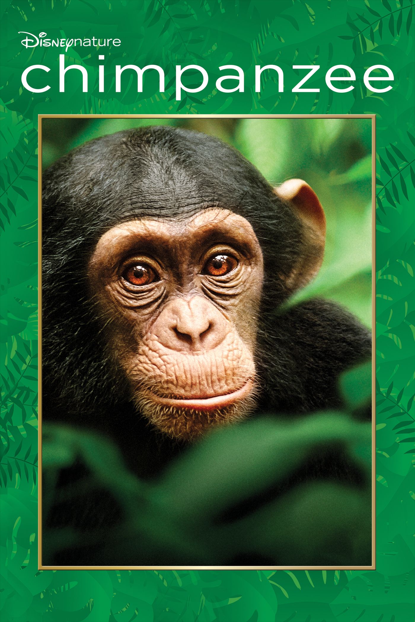 Image result for disneynature chimpanzees