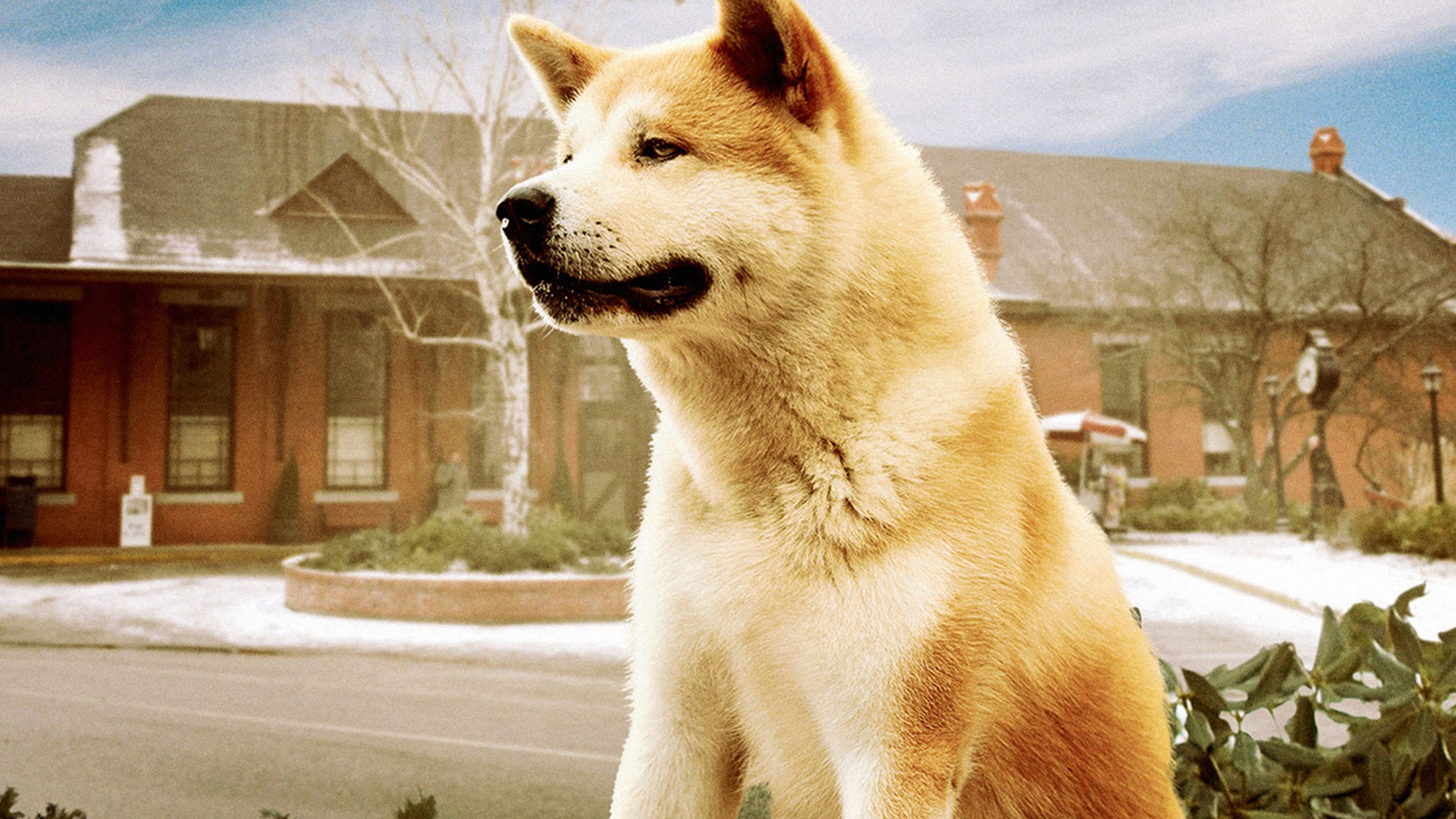 Хатико адрес. Хатико самый верный друг. Хатико: самый верный дру. Верный пес Хатико. Собака Акита Хатико.