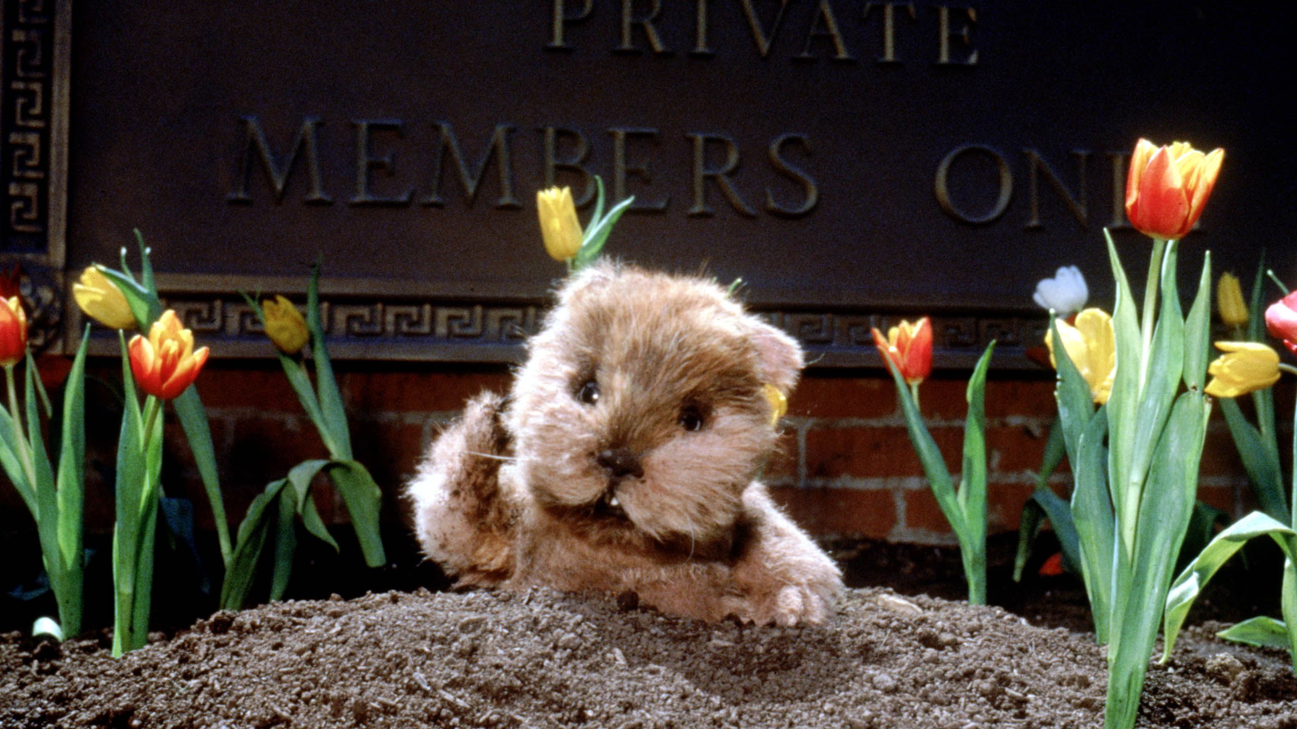 Caddyshack 2 Full Movie Movies Anywhere