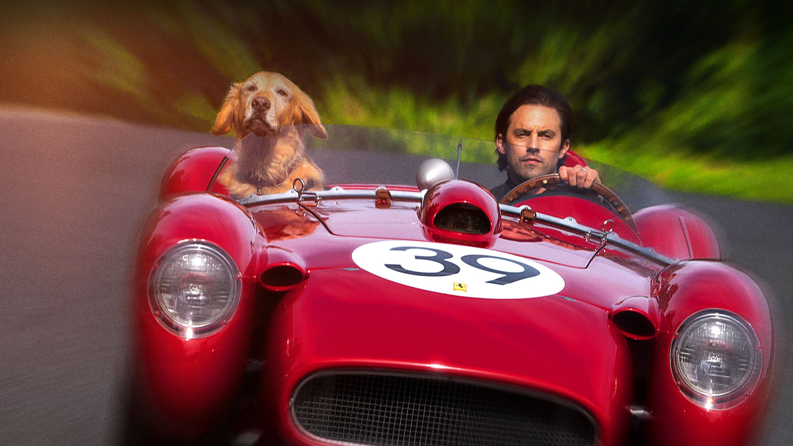 The Art of Racing in The Rain Full Movie Movies Anywhere The Art of Racing in The Rain Full Movie Movies Anywhere
